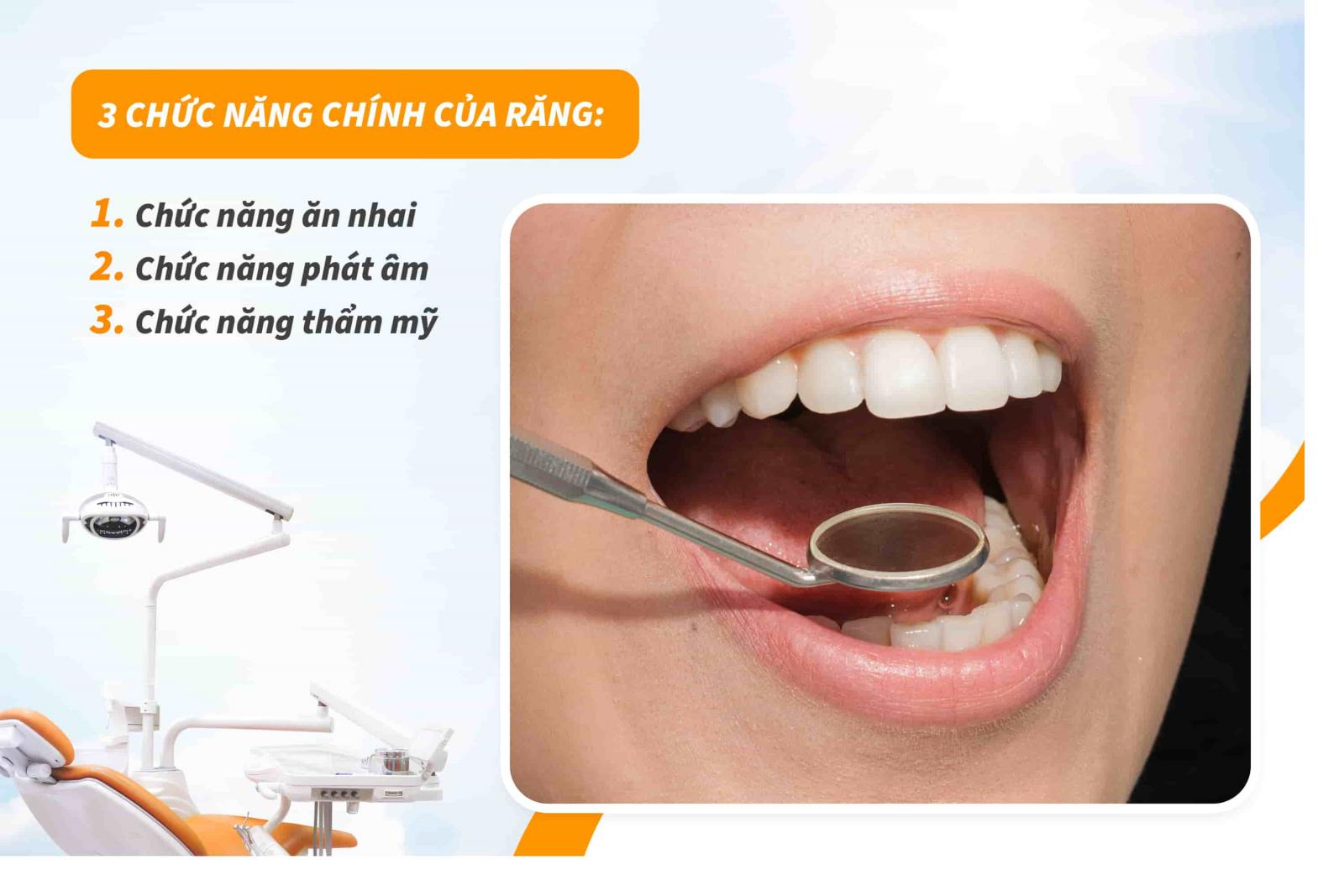 Chức năng chính của răng