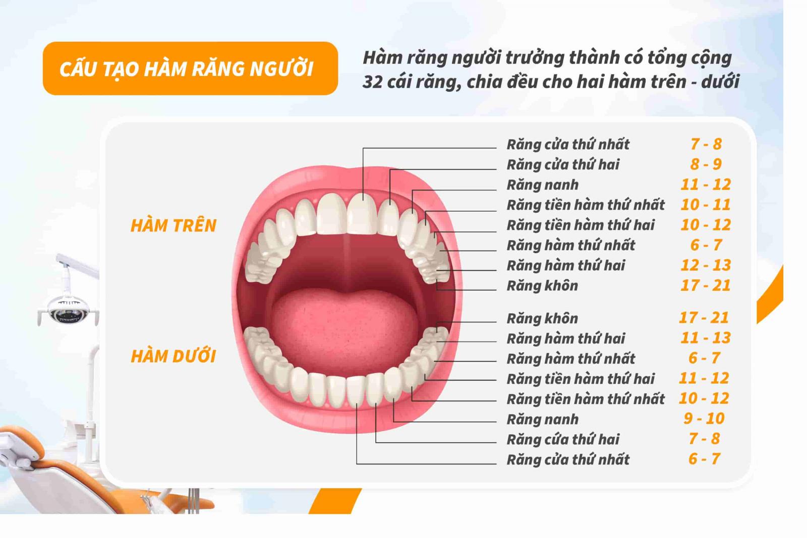 Cấu tạo hàm răng người