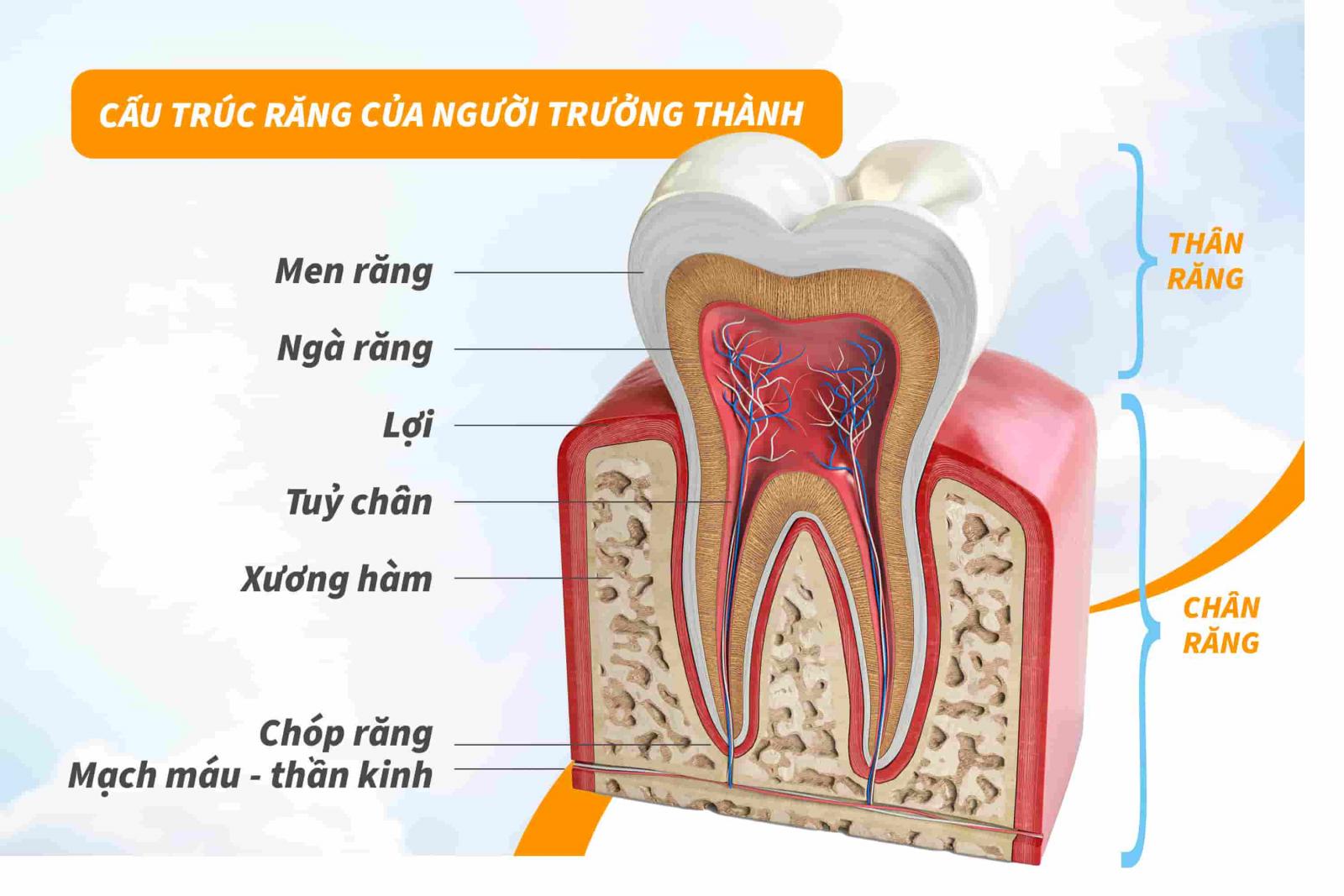 Cấu trúc răng của người trưởng thành