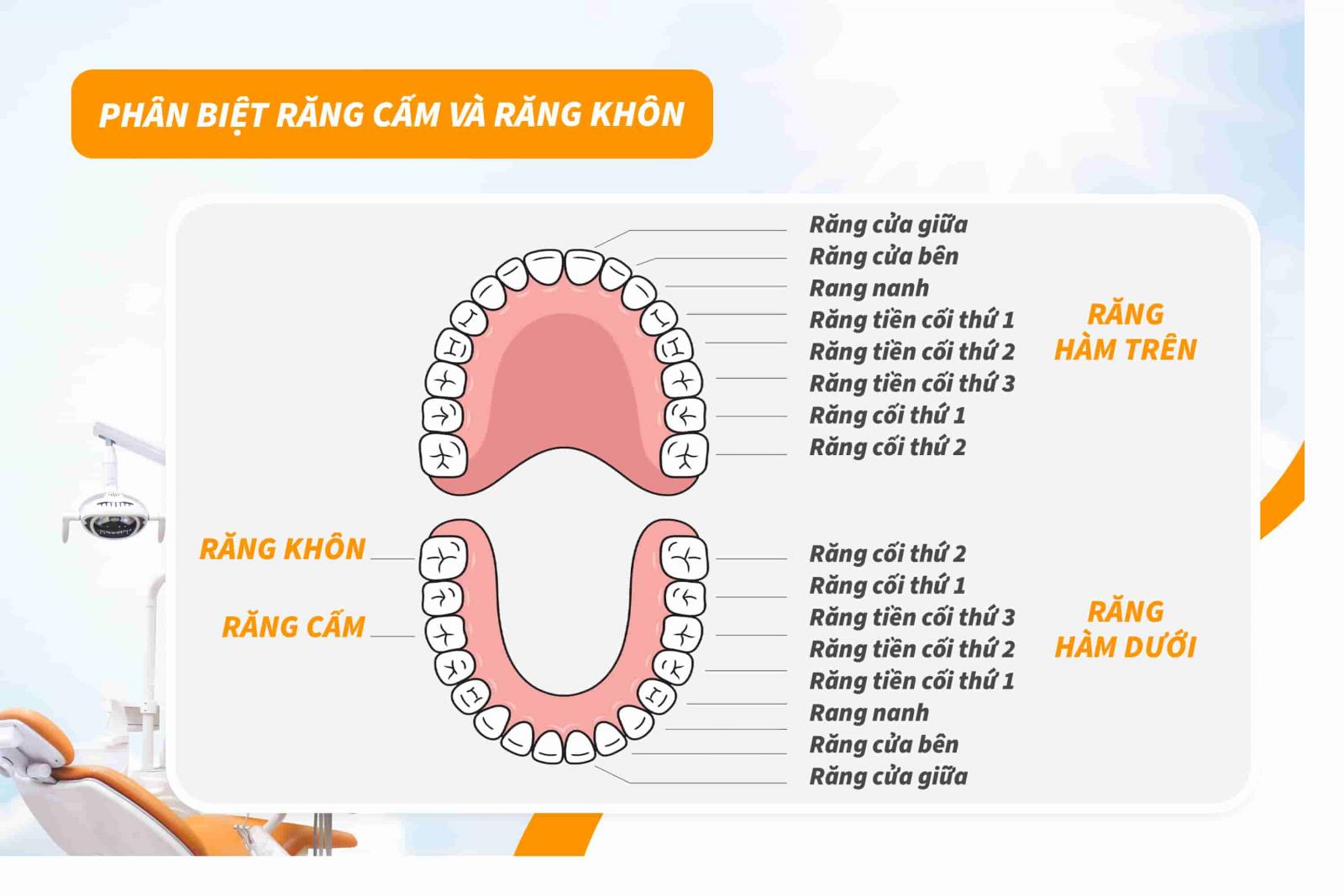 Phân biệt răng cấm và răng khôn