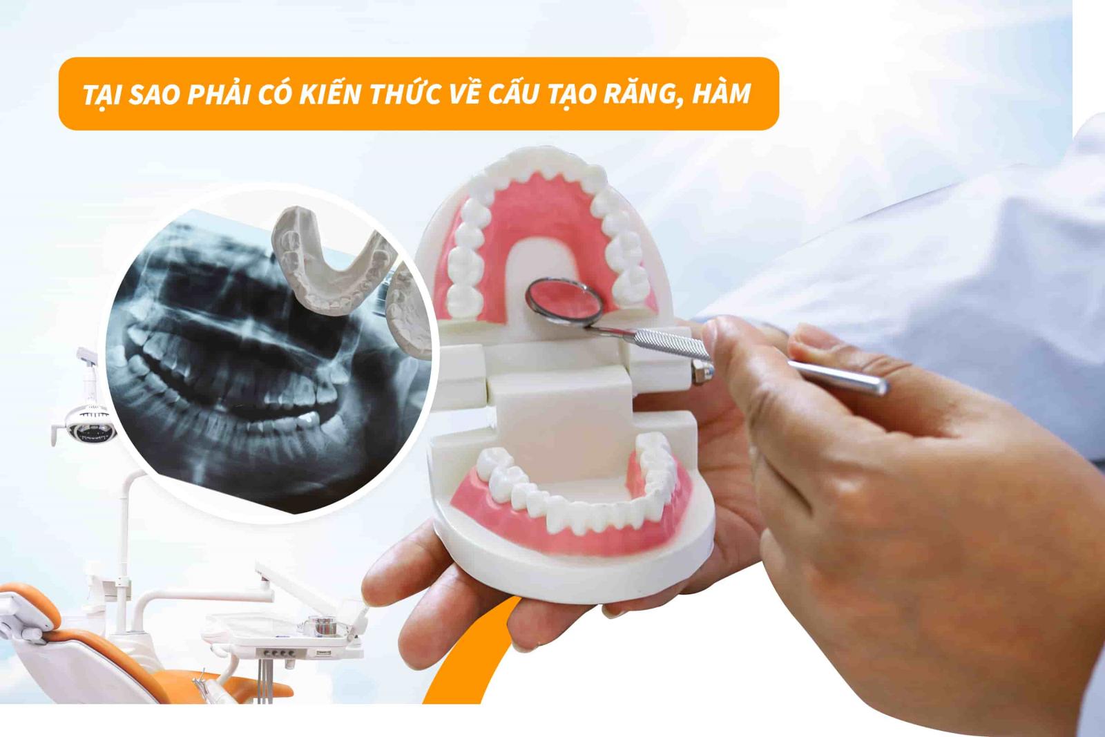 Tại sao phải có kiến thức về cấu tạo răng, hàm