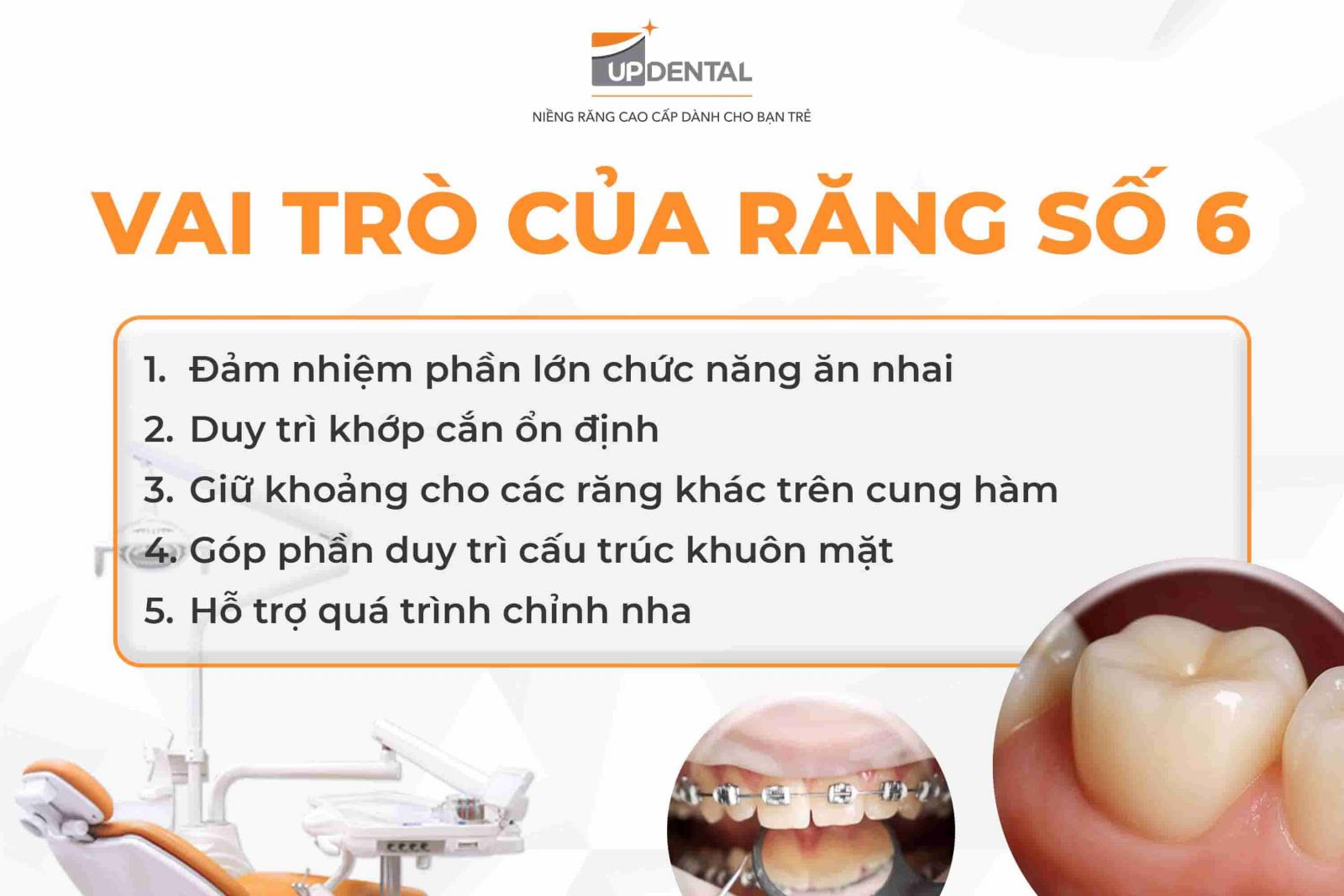 Vai trò của răng số 6