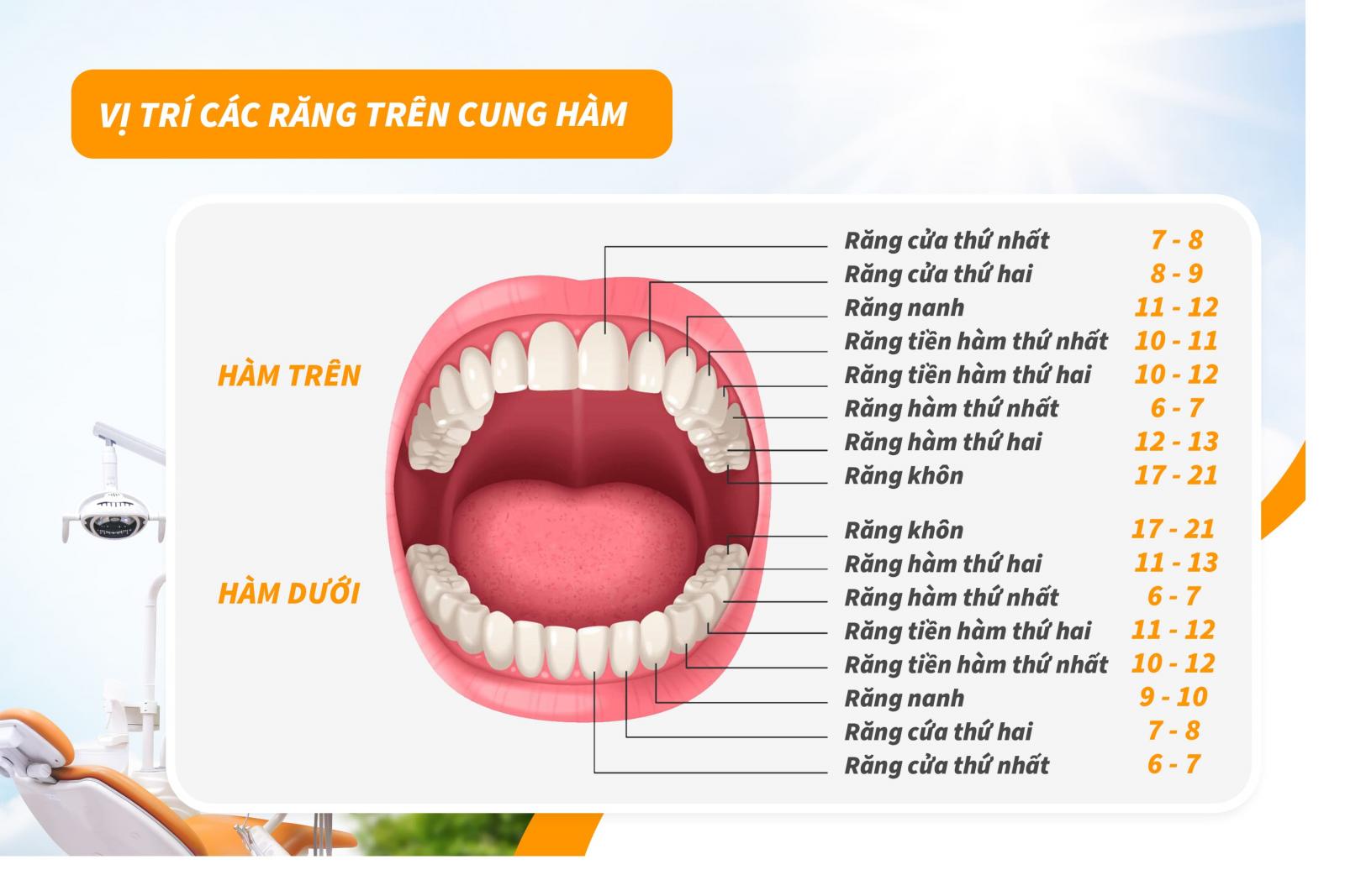 Vị trí các răng trên cung hàm