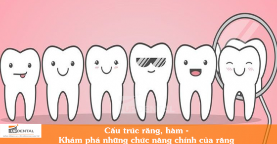 Cấu trúc răng hàm - Khám phá 3 chức năng chính của răng
