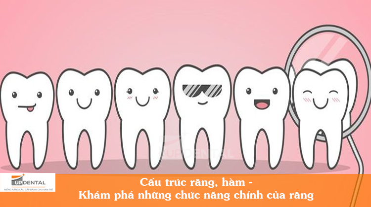 Cấu trúc răng hàm - Khám phá 3 chức năng chính của răng