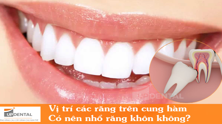 Vị trí các răng trên cung hàm - Có nên nhổ răng khôn không?