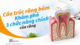 Cấu trúc răng, hàm - Khám phá 3 chức năng chính của răng