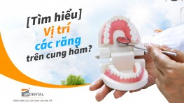 [Tìm hiểu] Vị trí các răng trên cung hàm?